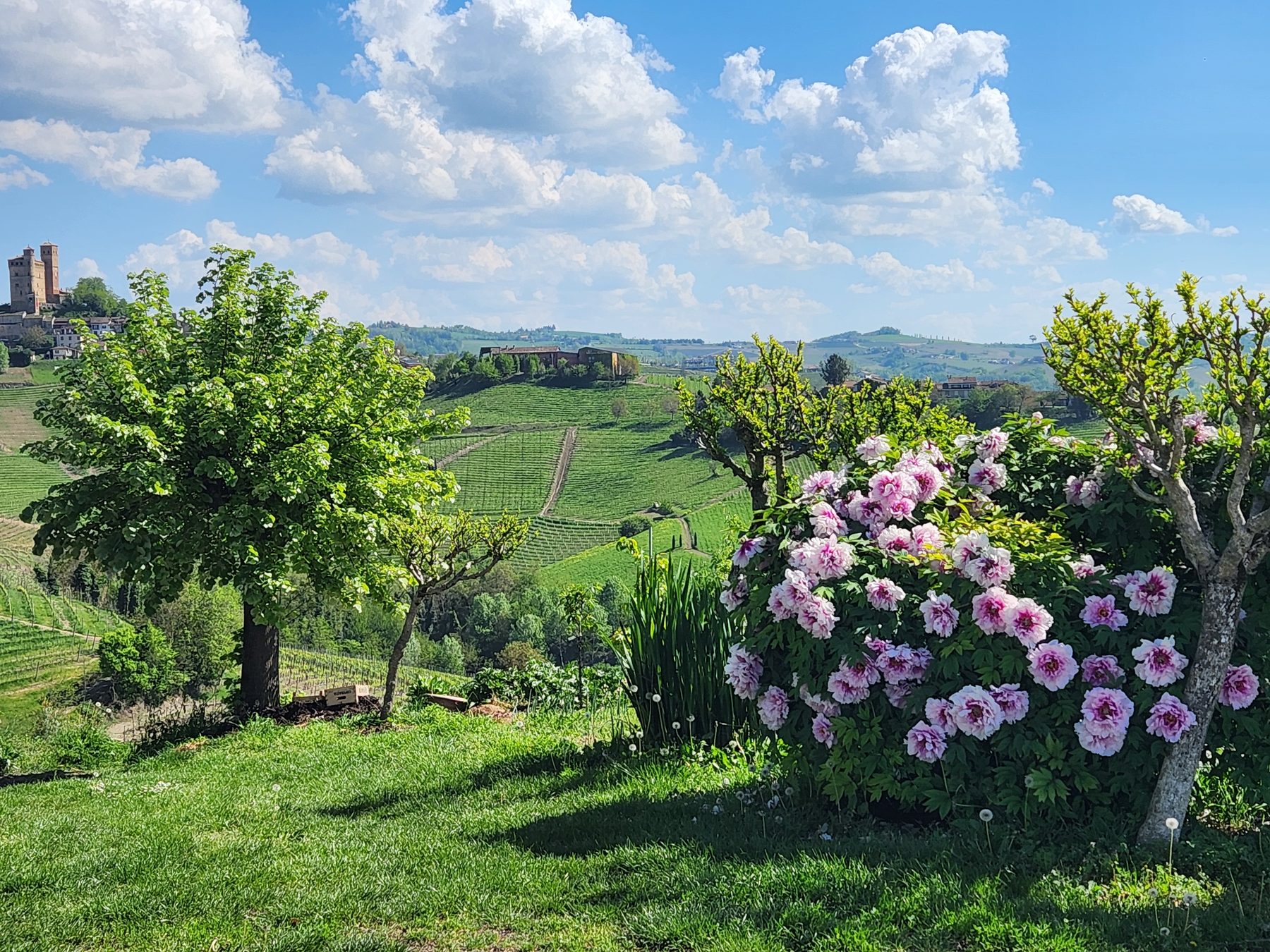 Vignobles et village perché avec clocher, vue depuis les hauteurs de Barolo, Piémont