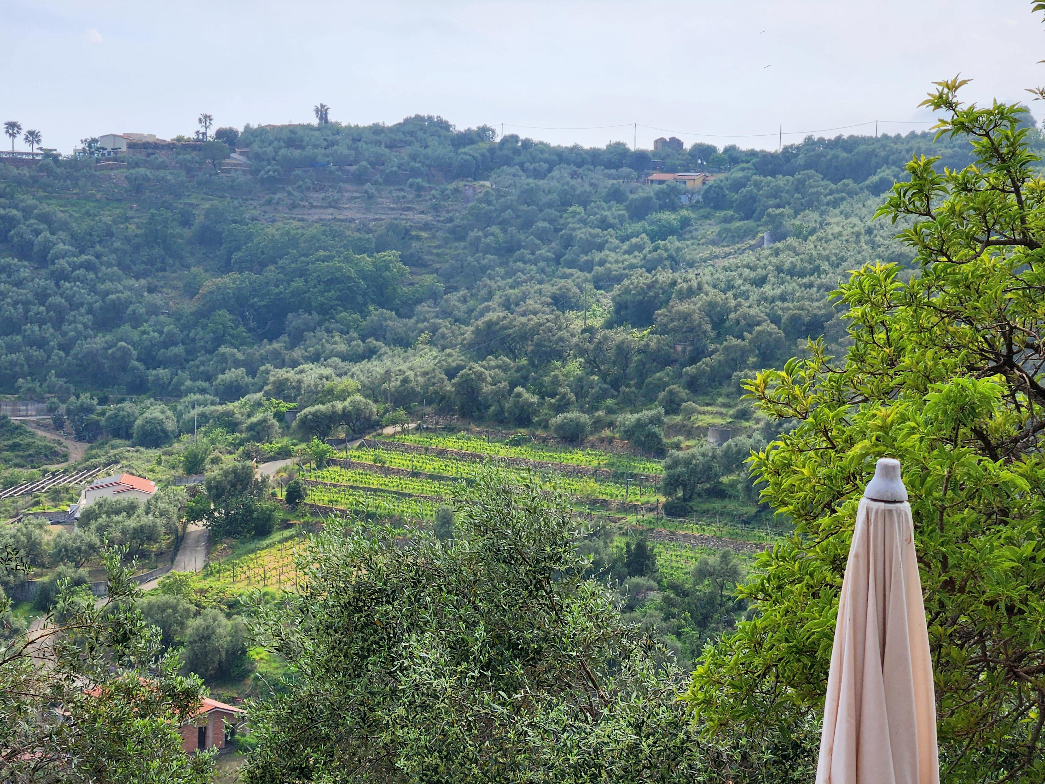 Vignes en restanques mêlées aux oliviers sur les collines de l'arrière-pays d'Imperia, Ligurie