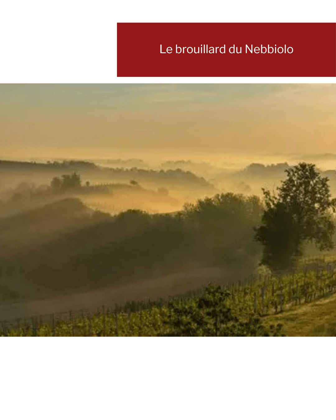 Brouillard d'automne sur les collines des Langhe en Piémont, vignes de Nebbiolo