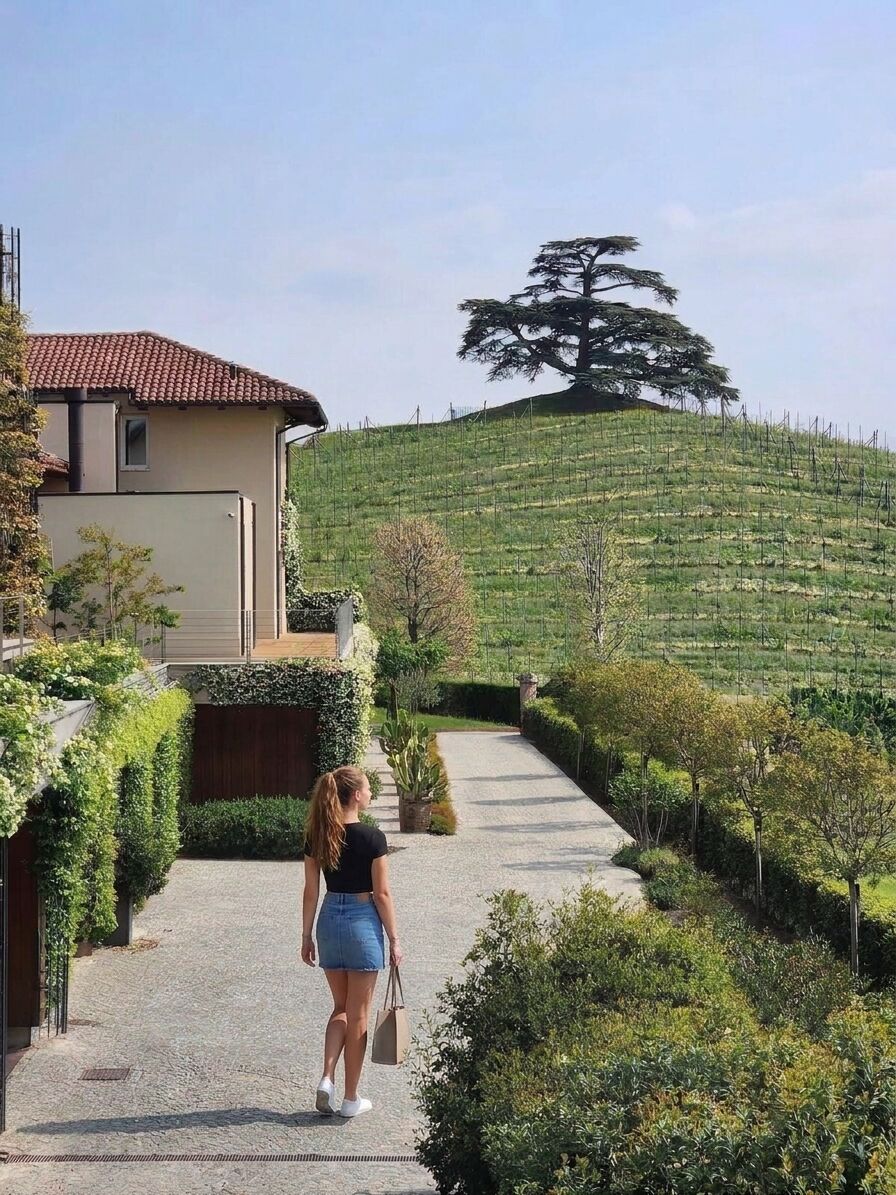 Allée gravillonnée montant vers un cèdre isolé au sommet d'une colline de vignes, Langhe