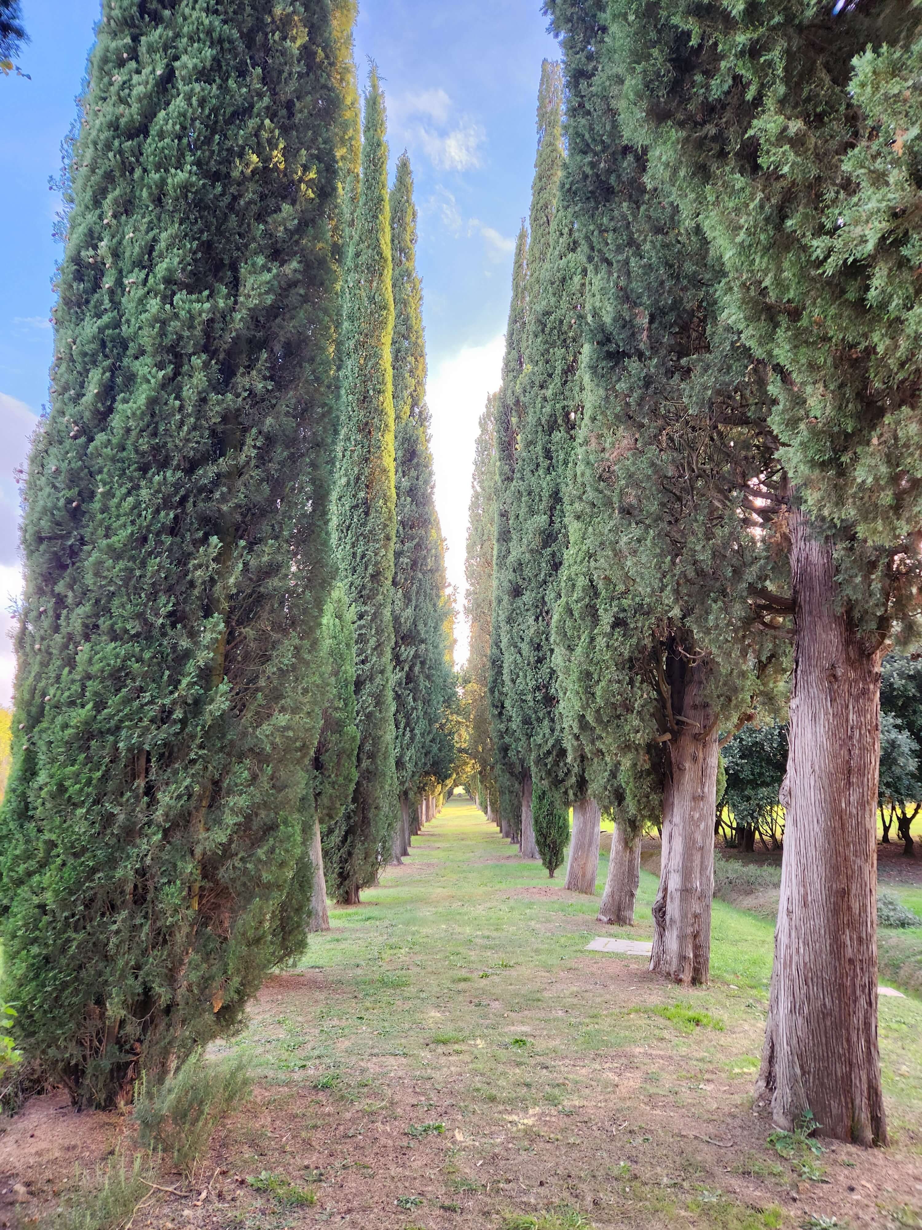 Allée de cyprès toscans dans le Val d'Orcia