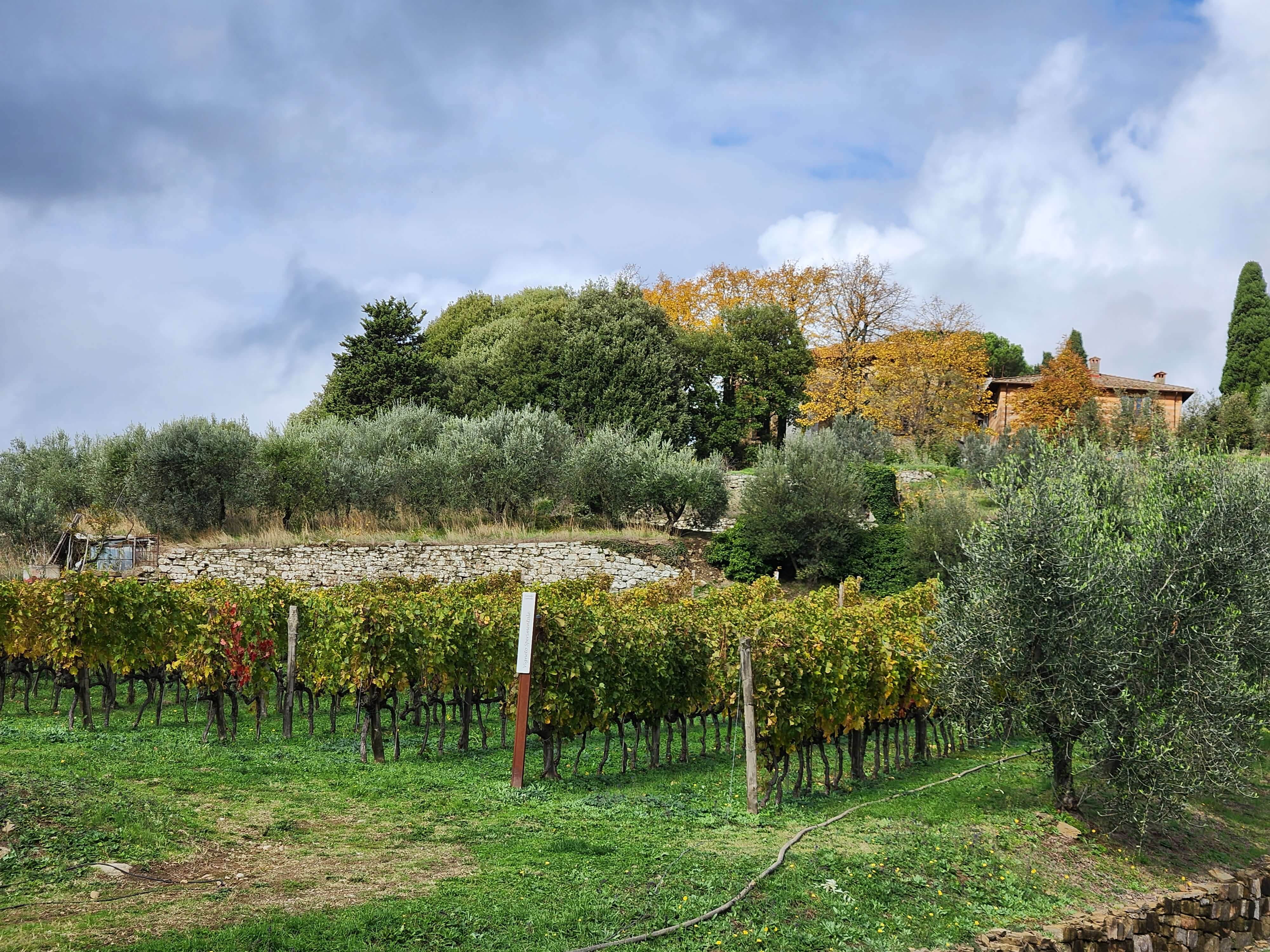 Vignes et oliviers entourant le domaine dans le Chianti Classico en automne