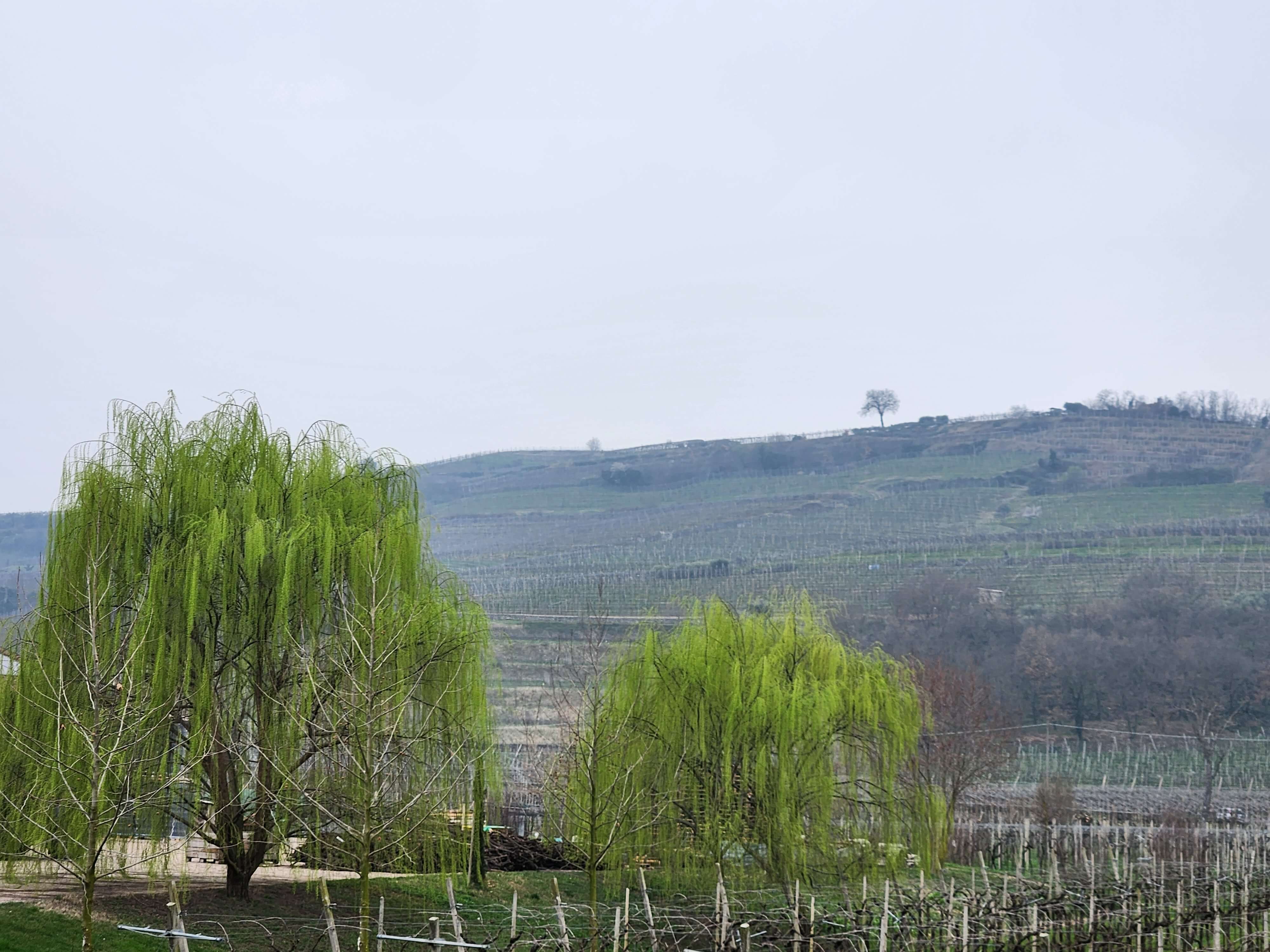 Saules pleureurs et vignes en terrasses sur les collines de Valpolicella